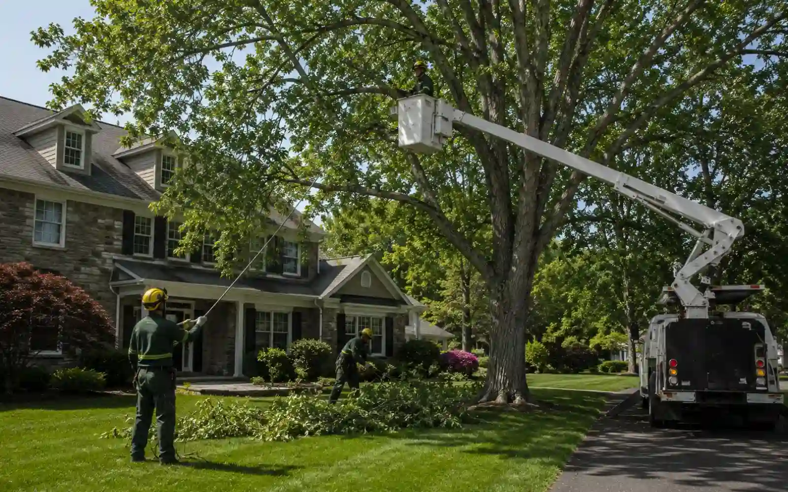Tree removal service near a home in Albany.