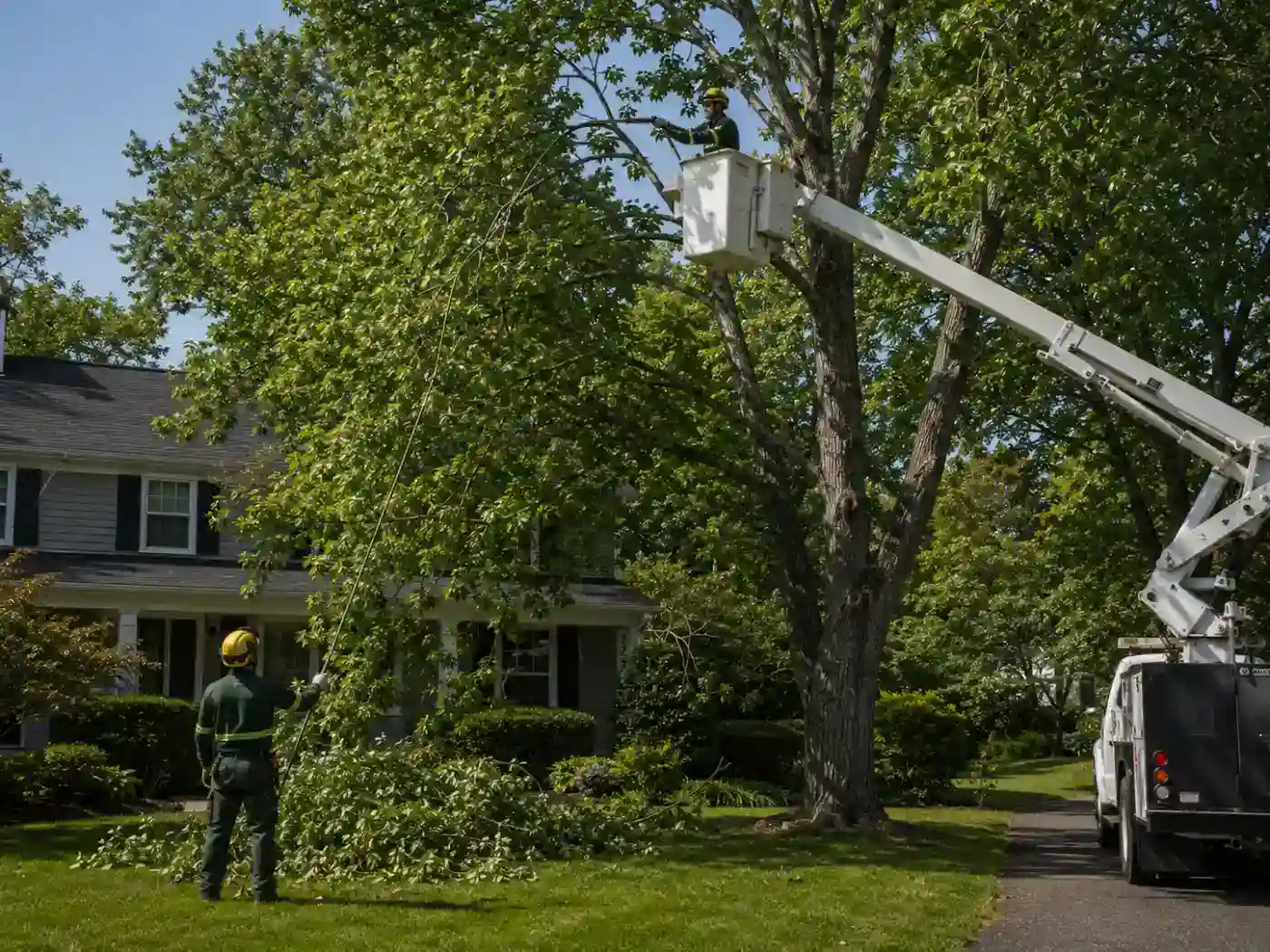 Tree trimming service in Albany.